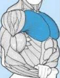 Thumbnail for Chest Workout